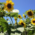 30 Giant Skyscraper Sunflower Seeds