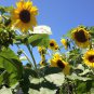 30 Giant Skyscraper Sunflower Seeds