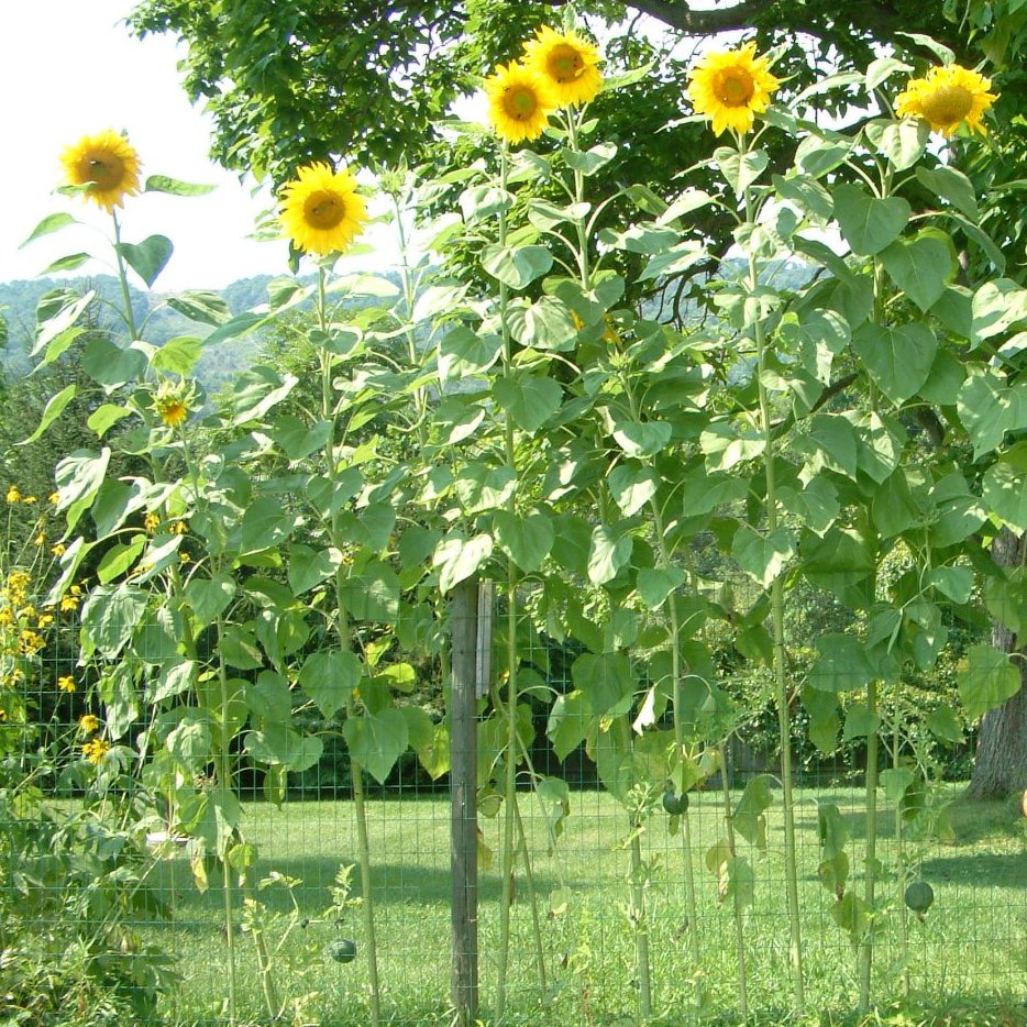 30 Giant Skyscraper Sunflower Seeds