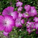 40 Pink Purple Corn Cockle Agrostemma Seeds 40 Pink Purple Corn Cockle Agrostemma Seeds