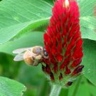 500 Crimson Red Clover Trifolium Seeds 500 Crimson Red Clover Trifolium Seeds