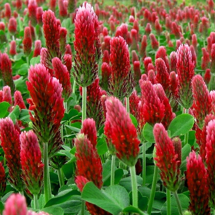 500 Crimson Red Clover Trifolium Seeds