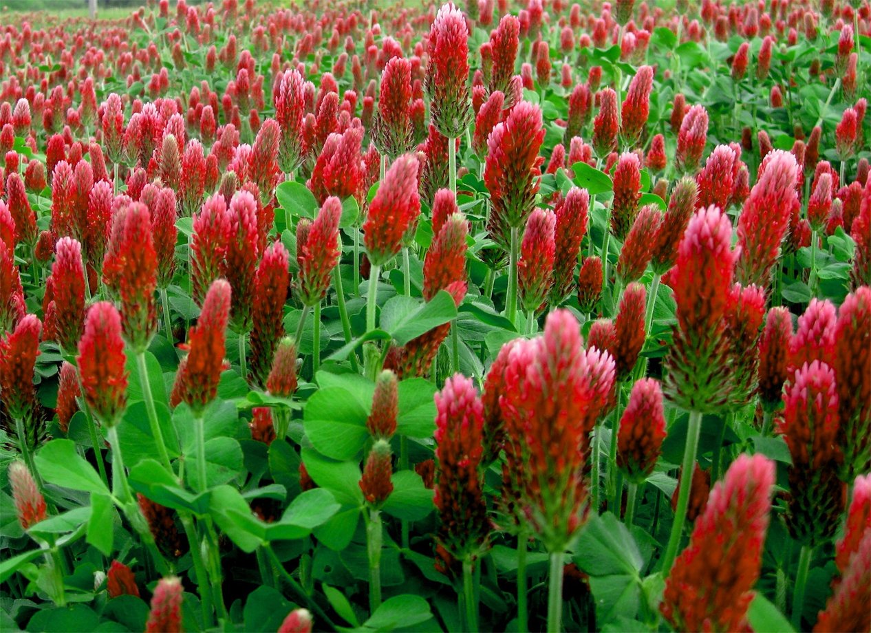 500 Crimson Red Clover Trifolium Seeds