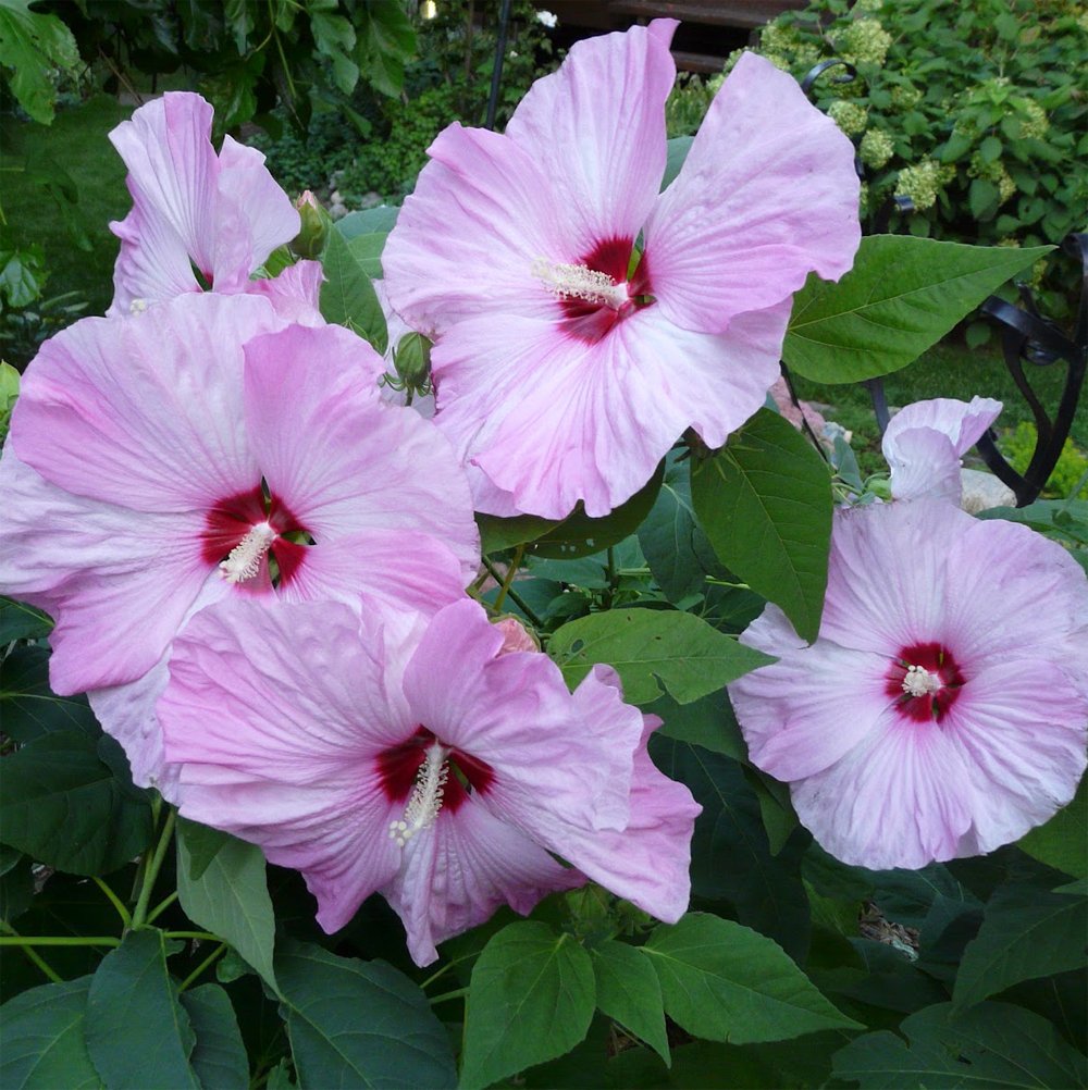 20 Hardy Pink Rose Mallow Hibiscus Seeds