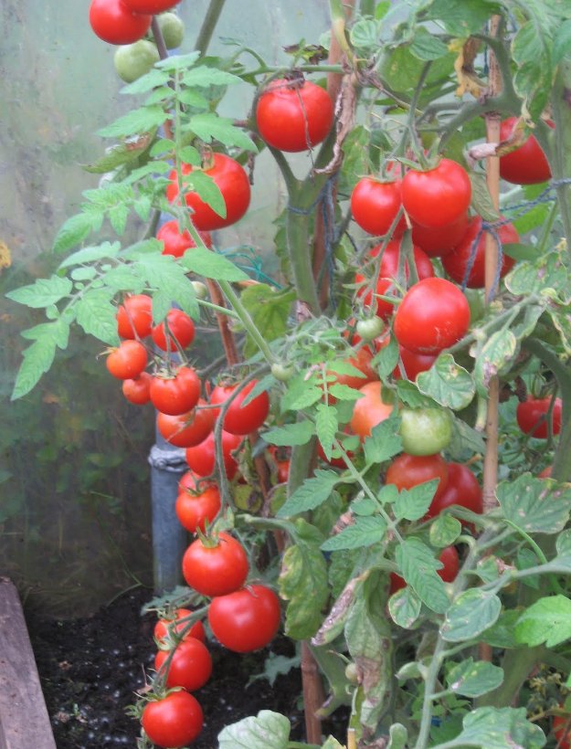 100 Heirloom Moneymaker Tomato Seeds