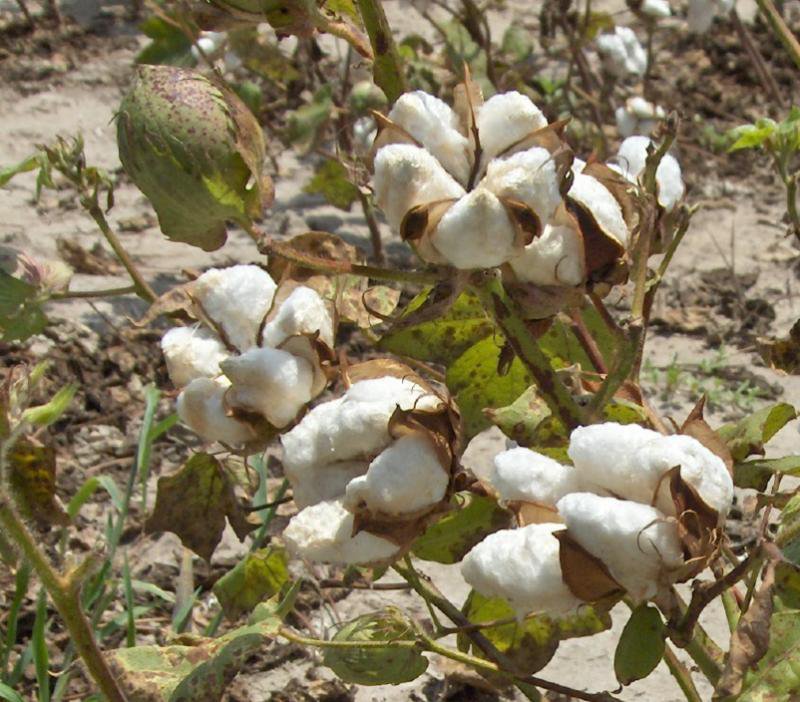 20 White Cotton Seeds Gossypium hirsutum