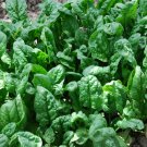 500 Heirloom Spinach Giant Noble Seeds
