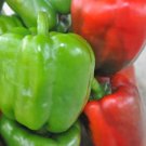 100 California Wonder Green Red Bell Pepper Seeds
