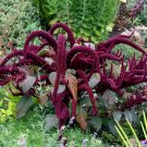 200 Organic Fox Tail Amaranth Amaranthus 'Oeschberg' Seeds