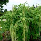 200 Organic Green Pendulant Amaranth Amaranthus Seeds 200 Organic Green Pendulant Amaranth Amaranthus Seeds