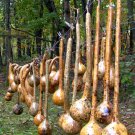 10 Heirloom Handle Dipper Hard Gourd Seeds