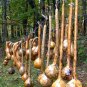 10 Heirloom Handle Dipper Hard Gourd Seeds