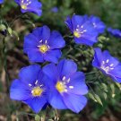 300 Organic Heirloom Blue Flax Seeds 300 Organic Heirloom Blue Flax Seeds