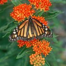 30 US Native Wildflower Orange Butterfly Milkweed Asclepias Seeds 30 US Native Wildflower Orange Butterfly Milkweed Asclepias Seeds
