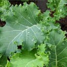 200 Early Hanover Salad Kale Brassica Seeds