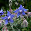 50 Blue Starflower Borage Seeds 50 Blue Starflower Borage Seeds