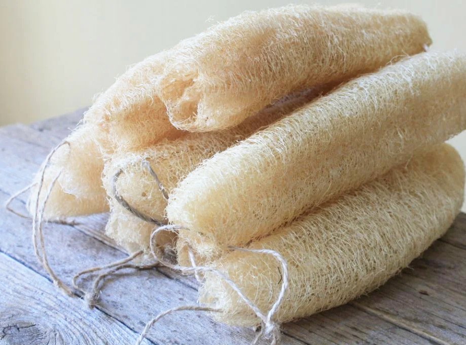 10 Organic Luffa Loofah Sponge Gourd Seeds