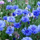 200 Blue Bachelor Buttons Cornflower Centaurea Seeds 200 Blue Bachelor Buttons Cornflower Centaurea Seeds