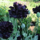80 Peony Poppy Black Beauty Papaver Seeds 80 Peony Poppy Black Beauty Papaver Seeds