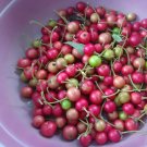 25 Aratiles Kerson Fruit Muntingia Calabura Seeds