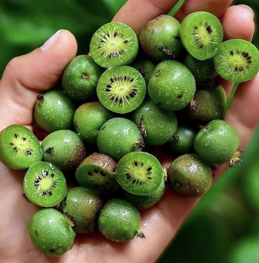 30 Miniature Kiwiberry Kiwi Berry Hardy Actinidia Seeds