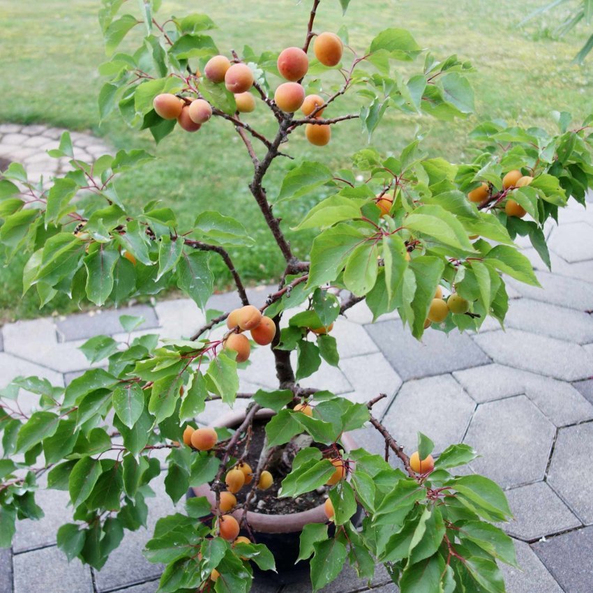 15 Organic Siberian Heirloom Apricot Fruit Tree Seeds