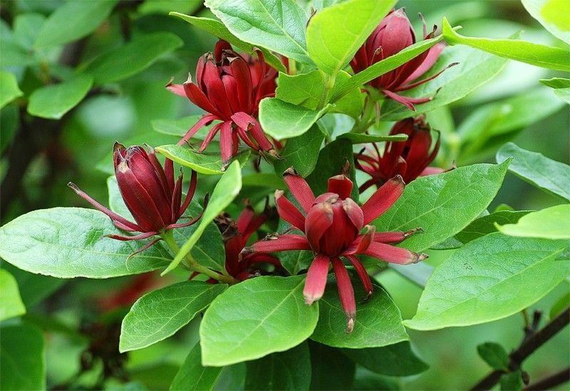 15 Carolina Allspice Sweet Shrub Calycanthus Seeds
