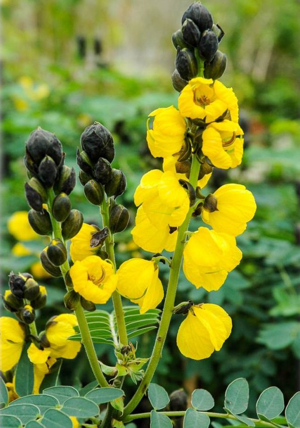 15 Yellow and Black Buttered Popcorn Plant Senna Cassia Seeds