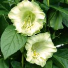 8 White Cathedral Bells Cup And Saucer Vine Cobaea Seeds