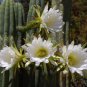 15 Hardy Column Cactus San Pedro Trichocereus Echinopsis Seeds