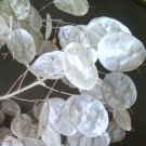 50 Silver Dollar Honesty Lunaria Seeds 50 Silver Dollar Honesty Lunaria Seeds