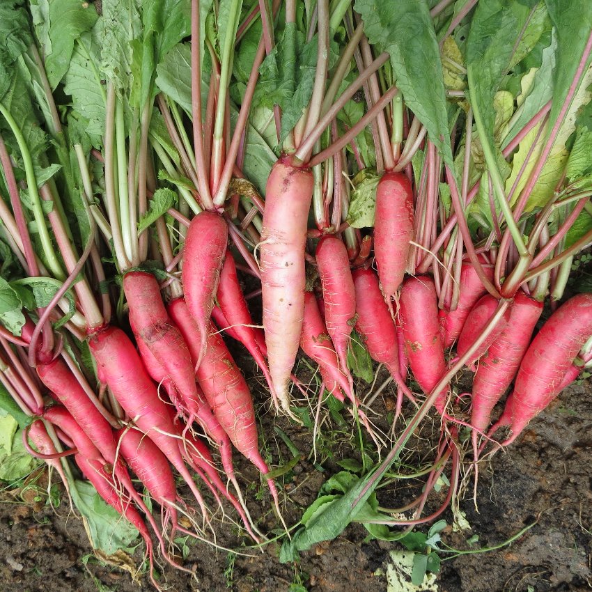 100 Pink Salad Rose Radish Raphanus Seeds