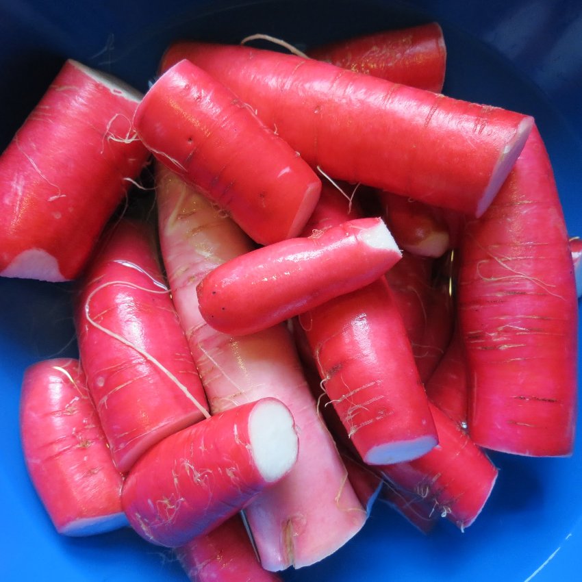100 Pink Salad Rose Radish Raphanus Seeds