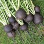 100 Black Spanish Radish Raphanus Seeds