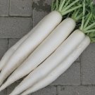 100 White Daikon Radish Raphanus Seeds