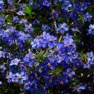 80 Blue Pimpernel Flower Anagallis Seeds 80 Blue Pimpernel Flower Anagallis Seeds