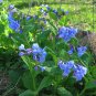 30 US Native Wildflower Virginia Bluebell Seeds