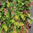 100 Mixed Stonecrop Sedum Seeds