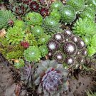 50 Mixed Hens and Chicks Houseleeks Sempervivum Seeds
