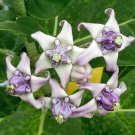 8 Tropical Lavender Crown Flower Giant Milkweed Calotropis Seeds 8 Tropical Lavender Crown Flower Giant Milkweed Calotropis Seeds