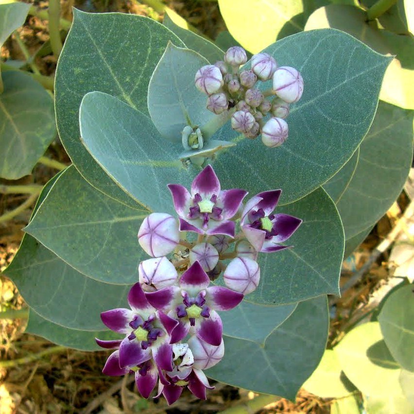 8 Purple Milkweed Tree Asclepias Calotropis Seeds