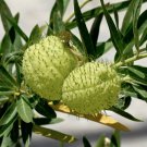 20 Hairy Balls Balloon Milkweed Asclepias Gomphocarpus Seeds 20 Hairy Balls Balloon Milkweed Asclepias Gomphocarpus Seeds