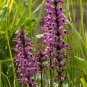 40 US Native Wildflower Pink Elephant Head Pedicularis Seeds