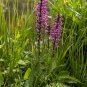 40 US Native Wildflower Pink Elephant Head Pedicularis Seeds