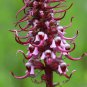 40 US Native Wildflower Pink Elephant Head Pedicularis Seeds