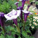 10 Purple Moonflower Double Datura Seeds 10 Purple Moonflower Double Datura Seeds
