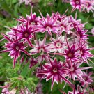 100 Mixed Sparkle Star Flower Phlox Seeds 100 Mixed Sparkle Star Flower Phlox Seeds