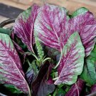 300 Red Stripe Edible Amaranth Leaf Seeds