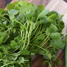 200 Watercress Nasturtium Officinale Seeds