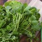 200 Watercress Nasturtium Officinale Seeds